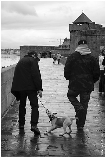 Jeune chiot s'amusant avec son maître sur les remparts de la ville de St Malo.© 2009 Christophe Letellier tous droits réservés. Pour revenir à la galerie, cliquez sur la photo.